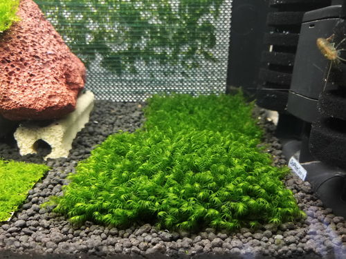 草缸滤桶里的活性炭多久更换