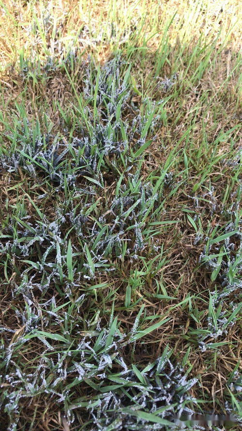 栀子发根用活性炭好吗