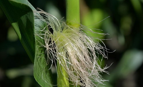 栀子花水培生根后怎么移植