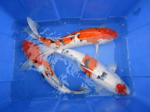 锦鲤池用活性炭好吗