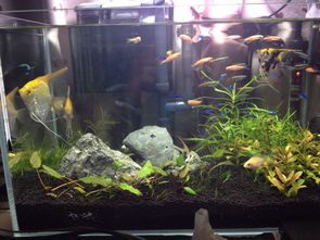 鱼缸里面长期使用活性炭行吗