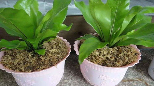 用过的活性炭可以做植物土吗