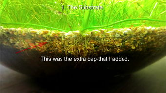 水草缸用活性炭吗