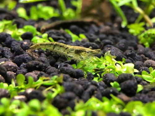 草缸用活性炭过滤的优缺点