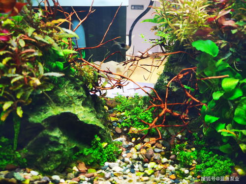 水草缸用活性炭吗怎么用