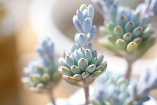 活性炭能用来种多肉吗?