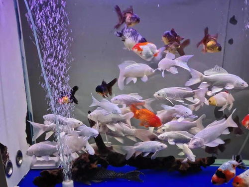 活性炭把鱼缸水染黑了怎么办