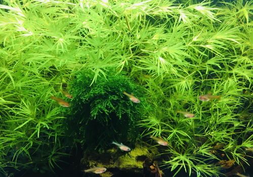 鱼缸黄水用活性炭能解决么