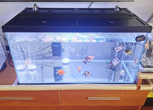 活性炭可以直接放入鱼缸吗