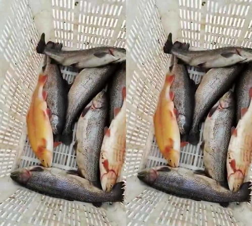 网上用活性炭鱼死了