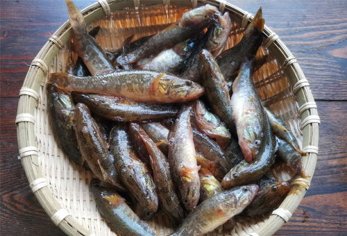 养鱼用活性炭起什么作用