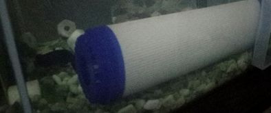 鱼缸里的活性炭能用多长时间