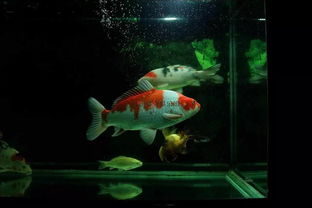 养鱼用活性炭对鱼有没有伤害