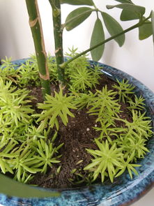 用活性炭种盆栽