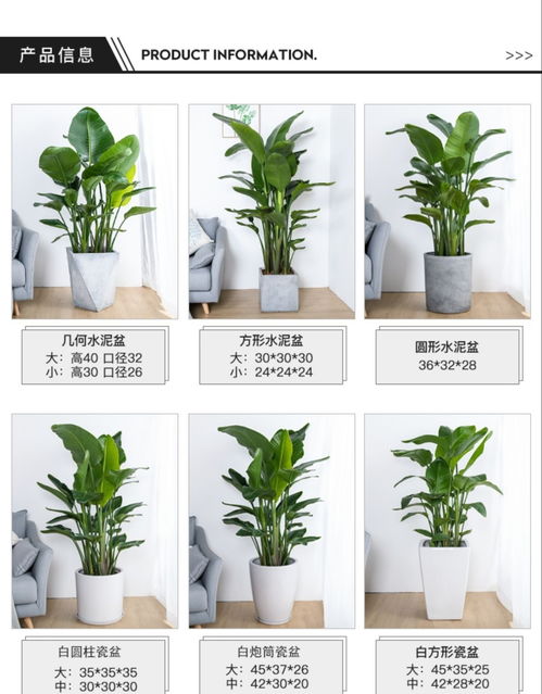 活性炭用什么煤种提炼