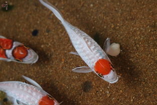 锦鲤池用活性炭