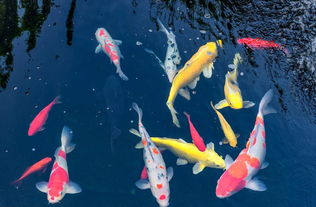 自来水厂活性炭吸附池的作用