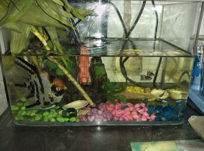 水草缸用活性炭好吗