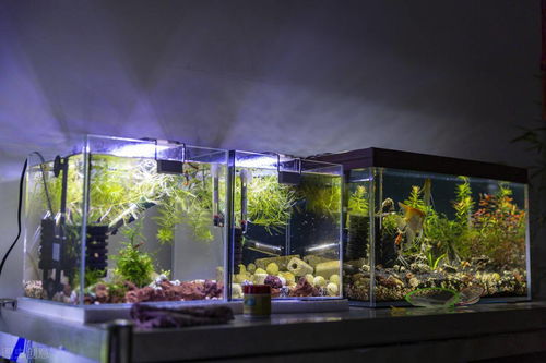 水草缸用什么过滤器比较好