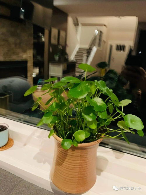 生根粉能放在水培瓶里面吗