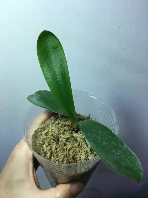 水培固定根系用活性炭