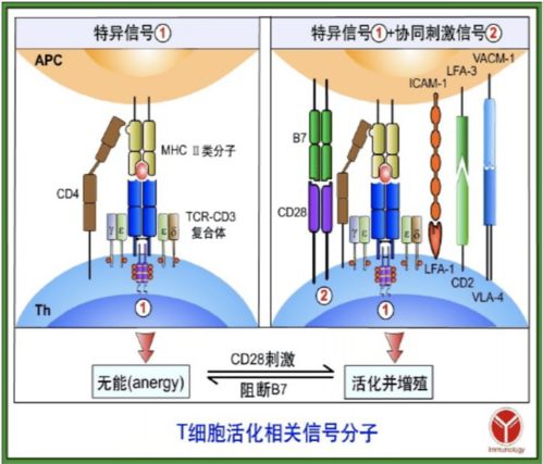 江门比较靠谱的柱状活性炭